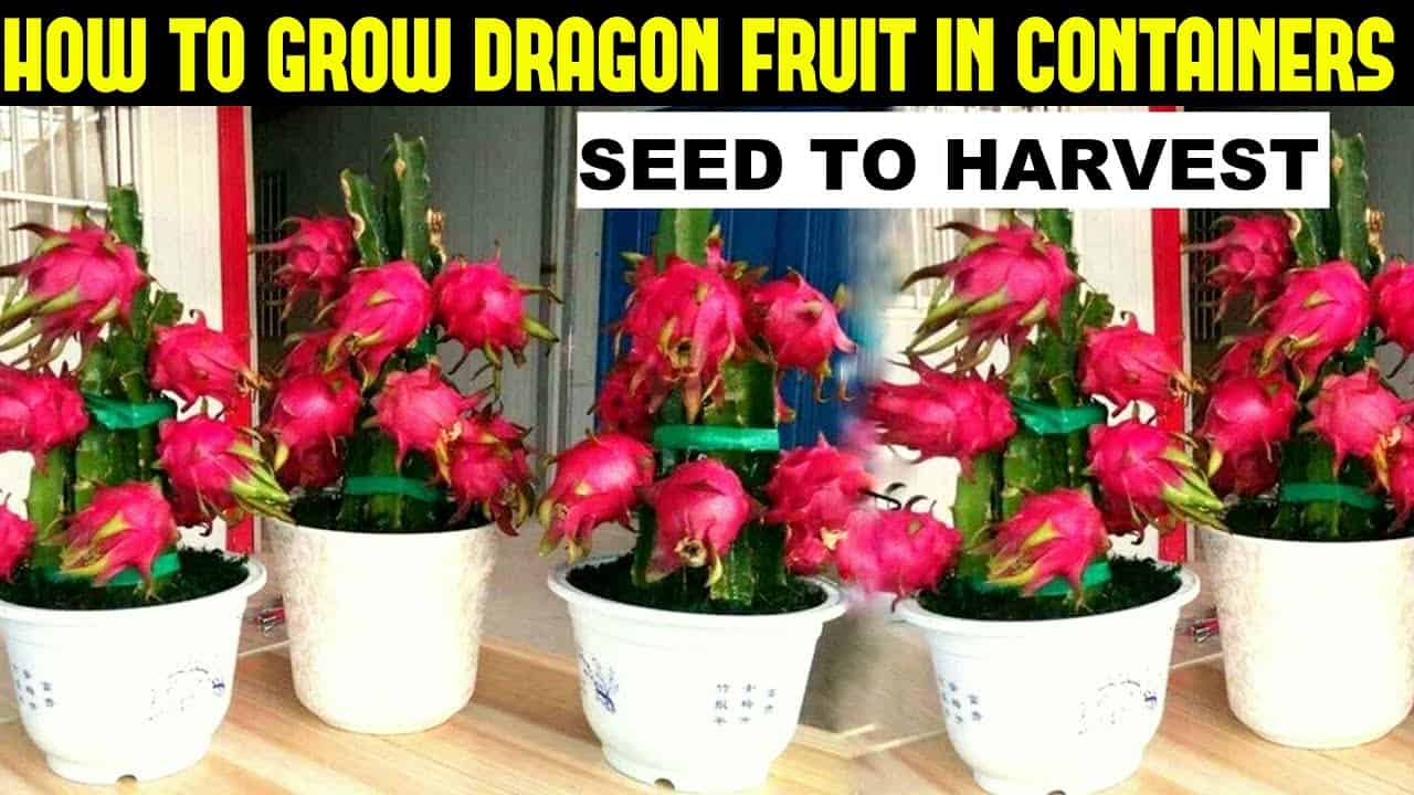 How To Grow Dragon Fruit