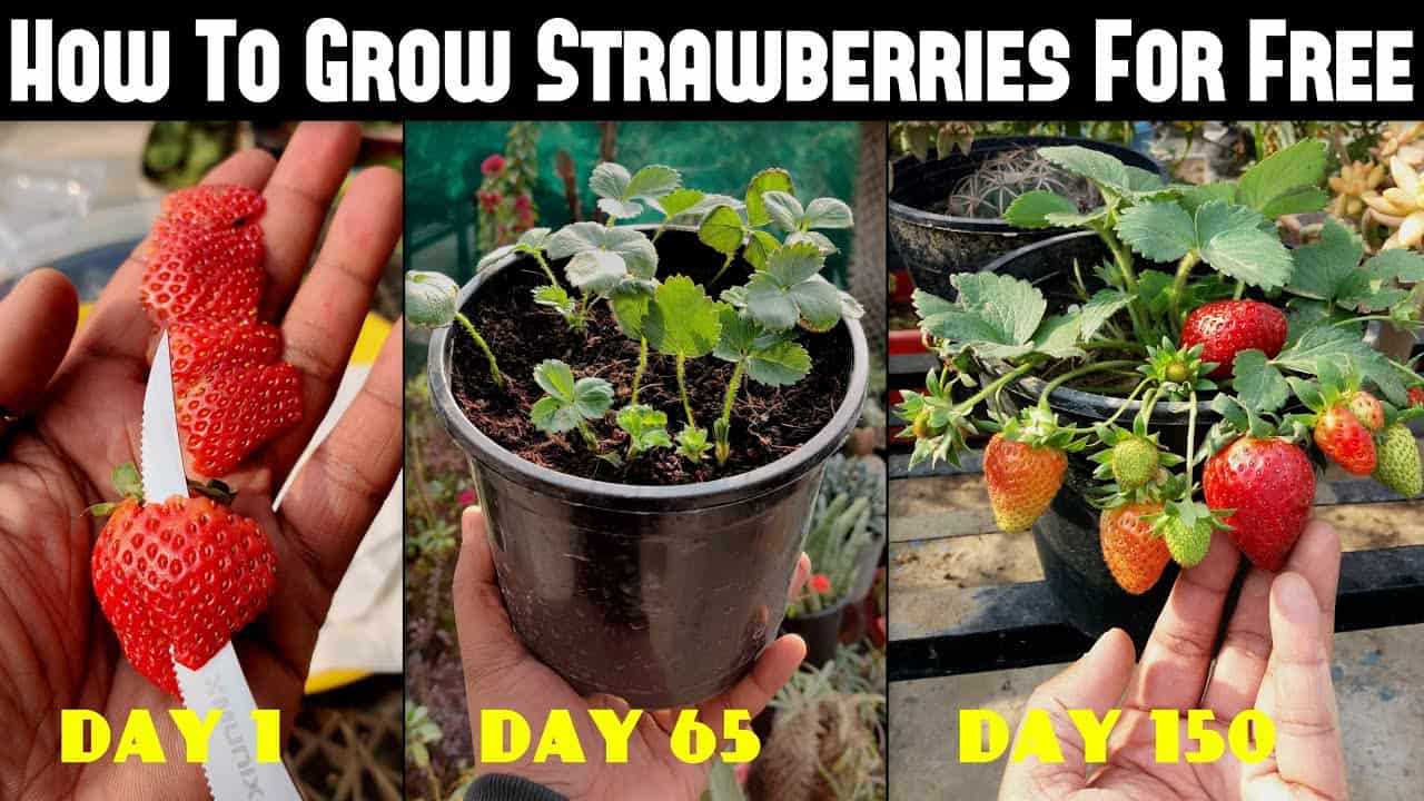 How To Grow Strawberries