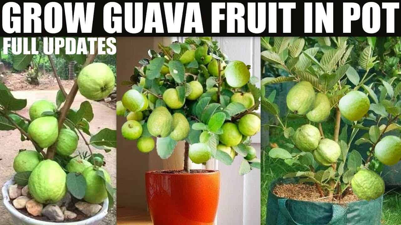 How to Grow Guava Fruit