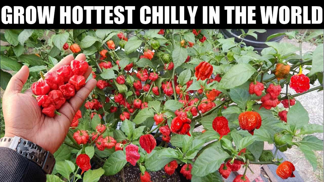 How to Grow the World's Hottest Pepper