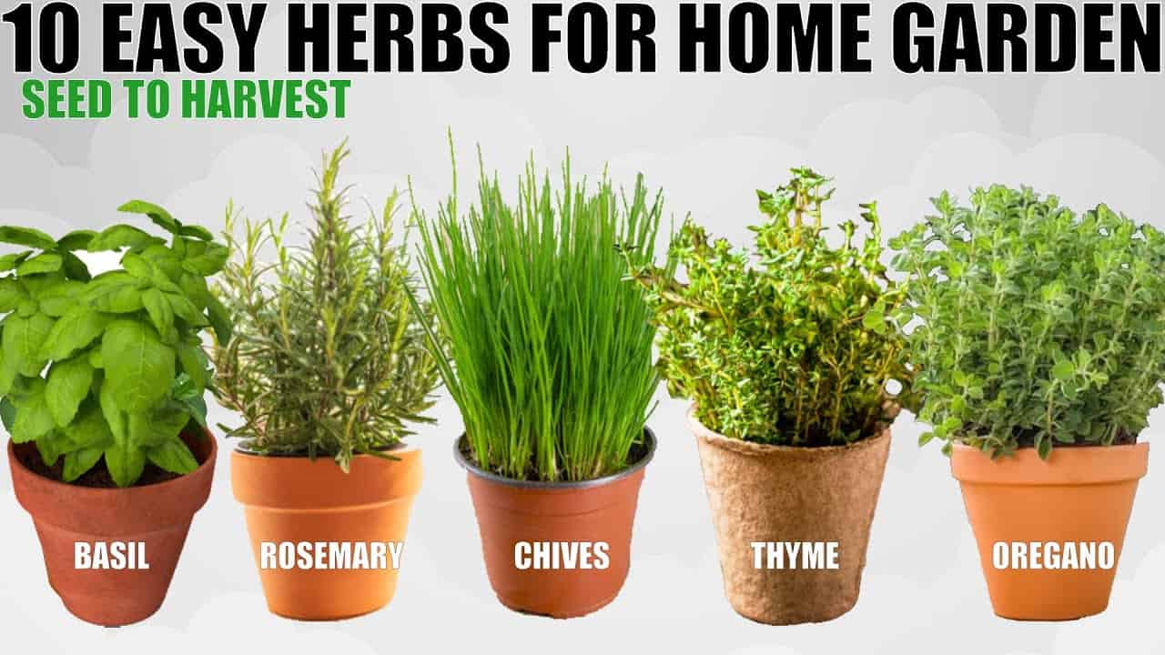 Grow Herbs For Beginners