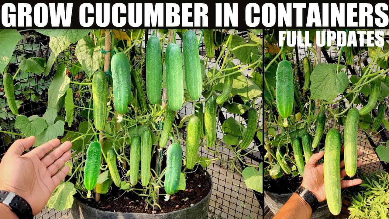 How to Grow Cucumber