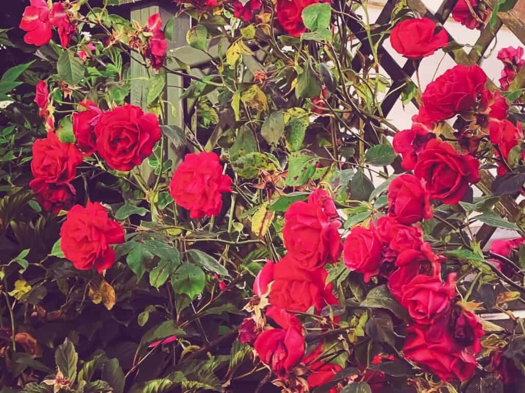 How to Grow Roses for Beginners